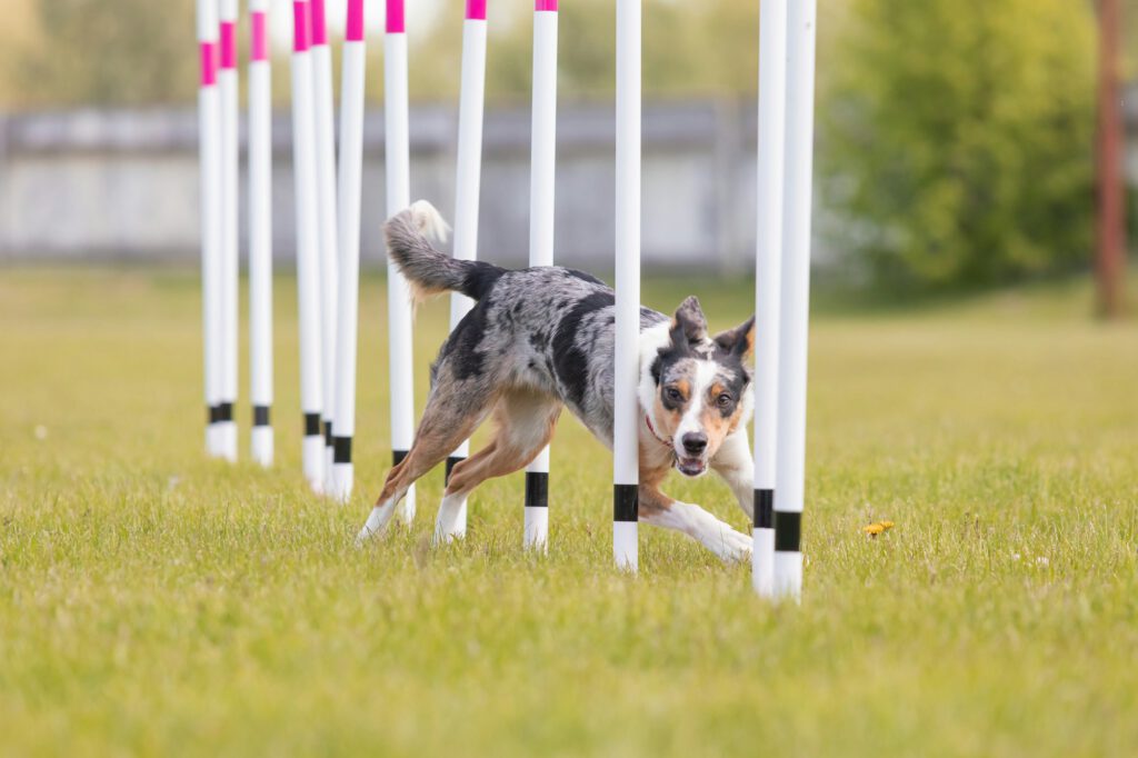 Border Collie Dog running through the weaves in the agility course horizontal