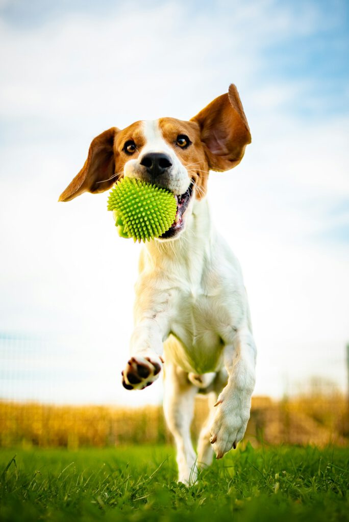 Portrait of beautiful dog outdoors,Running full of positive energy