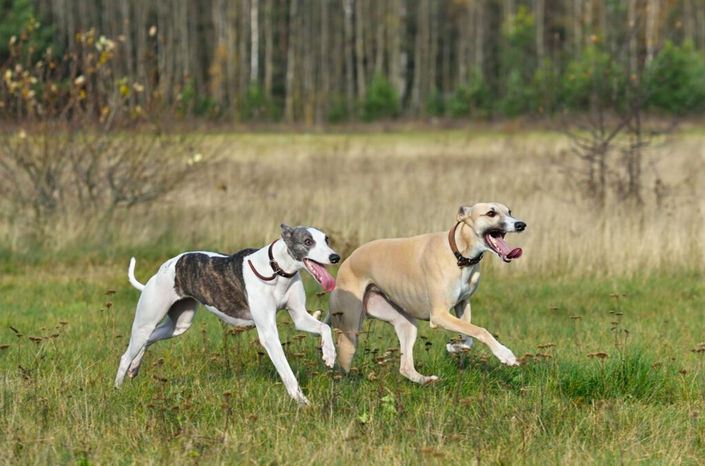 Running dogs